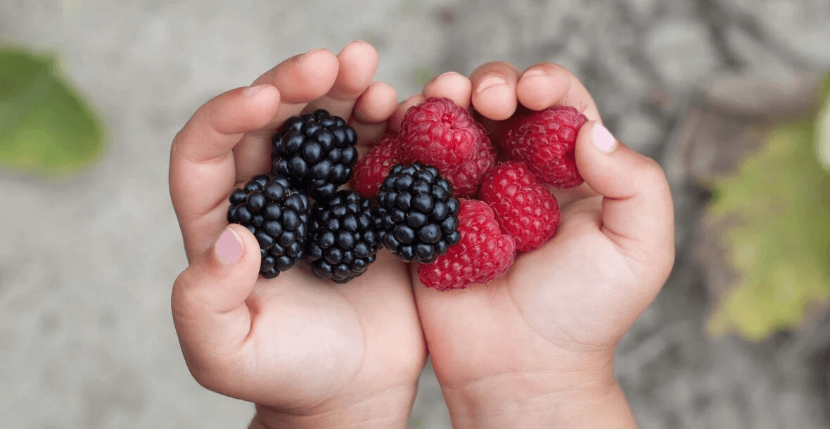 Berry-Good-Start-Introducing-Colorful-Berries-to-Babies-Little-Bellies